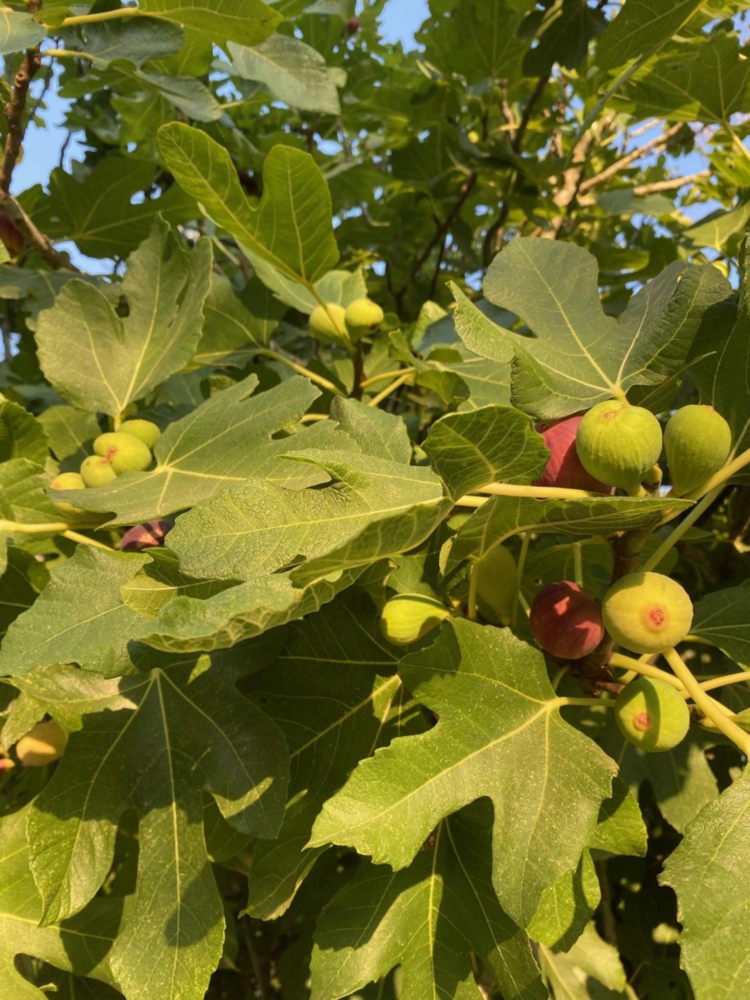 Tenuta Sidore Cursi Kültér fotó